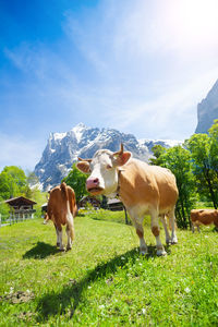 Cows on field against sky