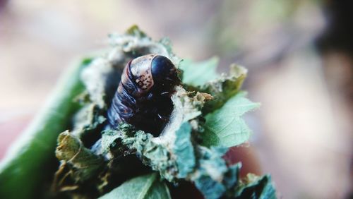 Close-up of housefly on plant