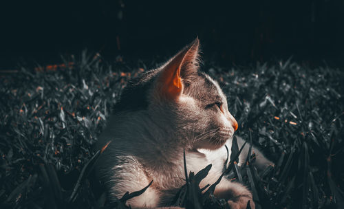 Close-up of cat looking away on field