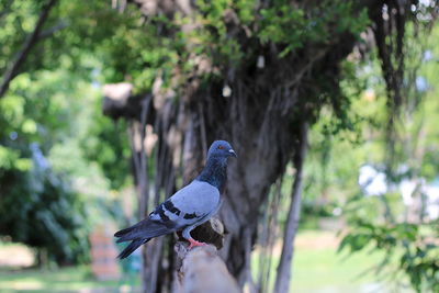 Pigeon perching on a tree