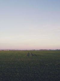 Scenic view of agricultural field against clear sky during sunset