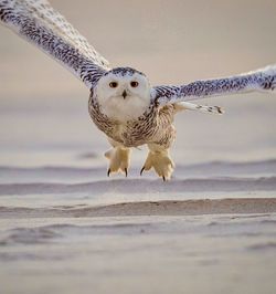 Close-up of bird perching on beach