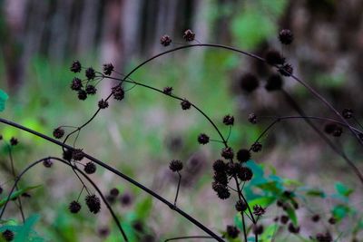 Close-up of flowering plant against blurred background