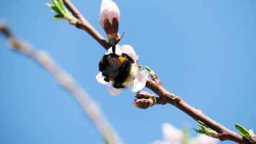 Low angle view of bumblebee pollinating on flower