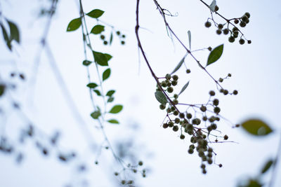 Low angle view of berries growing on tree against sky