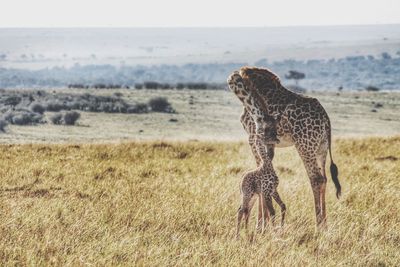 Giraffe and calf standing on grassy landscape