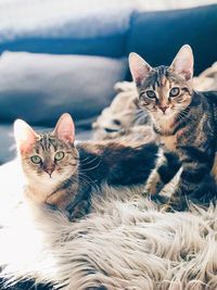 Portrait of cats sitting on rug at home