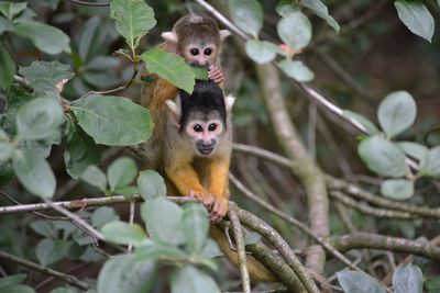 High angle view of squirrel monkey with infant on tree