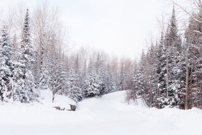 Snow covered trees against sky