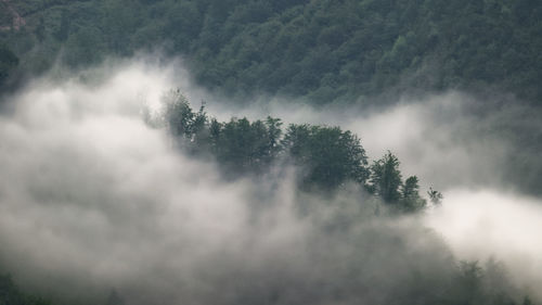 Scenic view of trees against sky during foggy weather