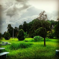 Scenic view of grassy field against sky