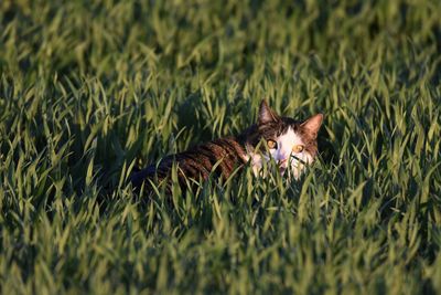 Cat hidden in grass