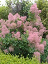 High angle view of pink flowering plants on field