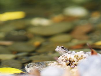 Close-up of lizard in water