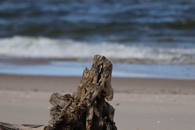 Close-up of driftwood on wooden post at beach