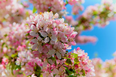 Close-up of pink flowers blooming on tree