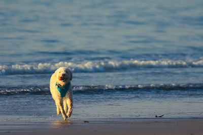 Dog on beach