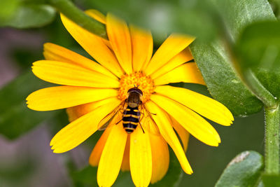 Close-up of insect on yellow flower