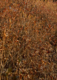 High angle view of dry plants on field