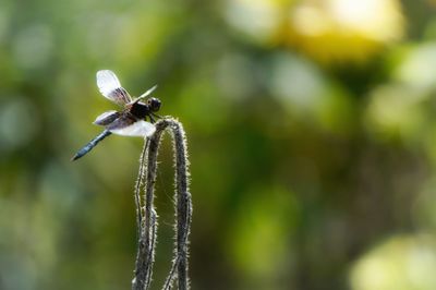 Close-up of insect on plant