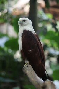 Close-up of eagle perching on branch