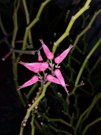 Close-up of pink flowers