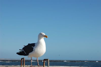 Seagull perching on beach against clear blue sky