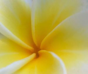 Full frame shot of yellow flower