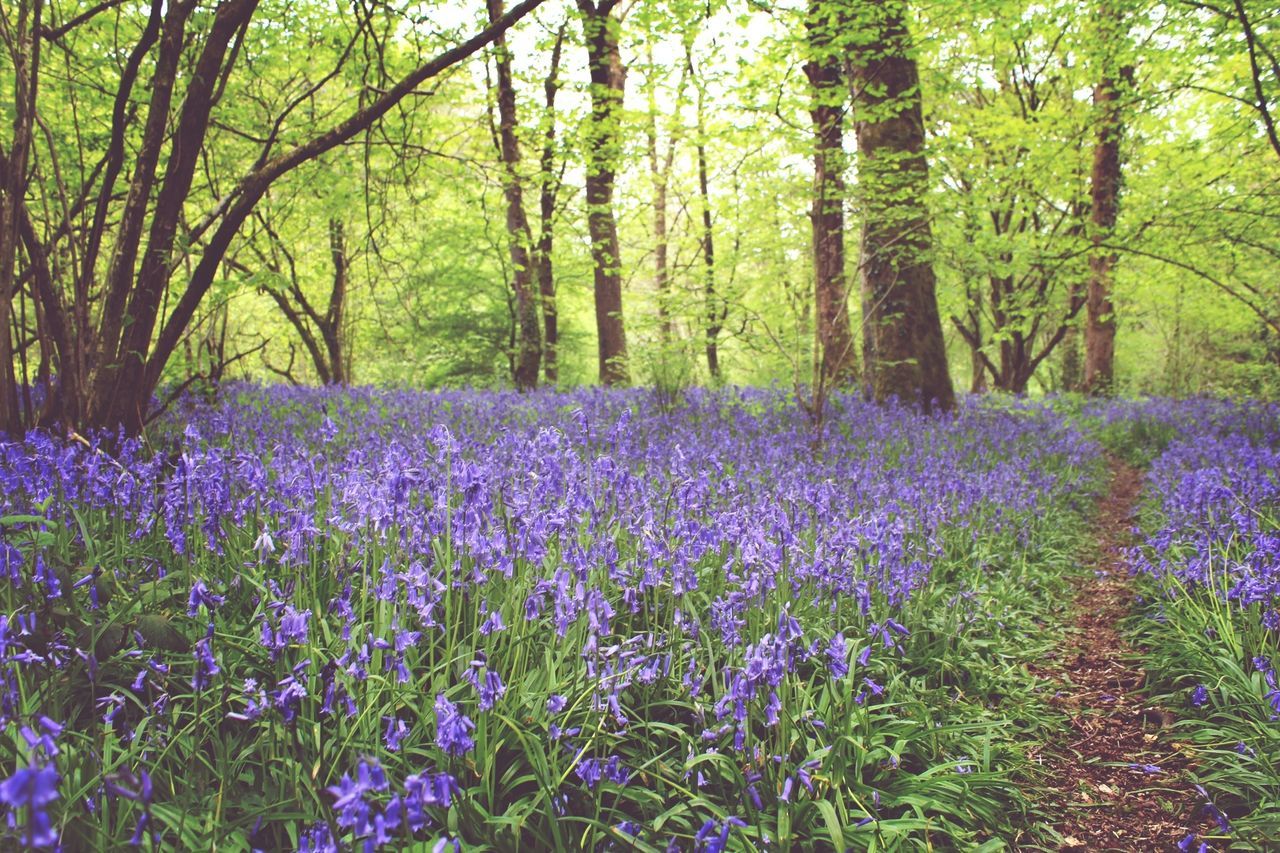 tree, growth, flower, beauty in nature, tranquility, nature, tranquil scene, forest, purple, freshness, scenics, plant, green color, tree trunk, park - man made space, fragility, day, outdoors, no people, blooming