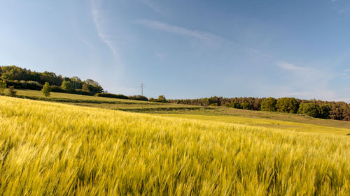 Scenic view of agricultural field against sky