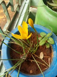 Close-up of yellow flowers