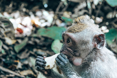 Close-up of monkey eating in forest