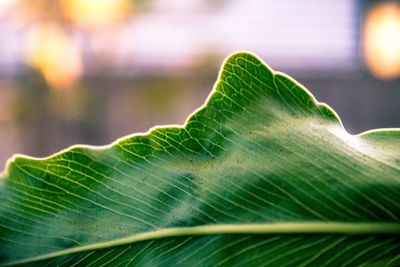 Close-up of fresh green plant