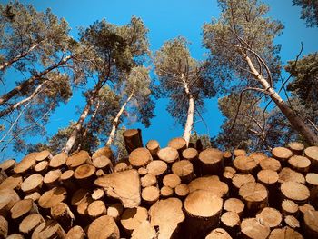 Low angle view of logs against trees in forest