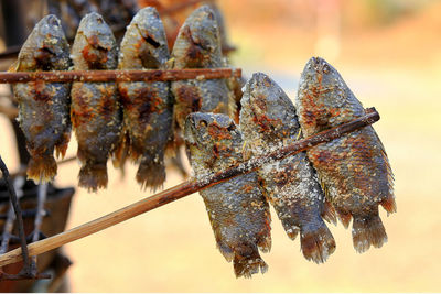 Close-up of dried fish hanging on barbecue grill