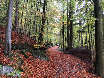 Footpath amidst trees in forest during autumn