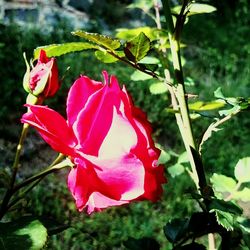 Close-up of pink flowers