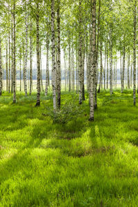 Scenic view of trees in forest