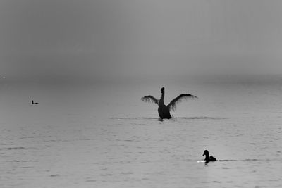 Two birds flying over sea