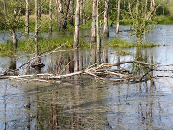 Scenic view of lake in forest