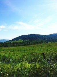 Scenic view of landscape against sky