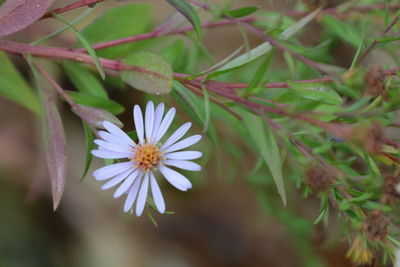 Close-up of flower blooming outdoors