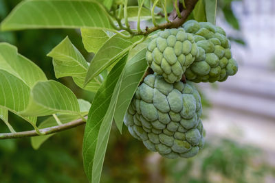 Close-up of berries growing on tree