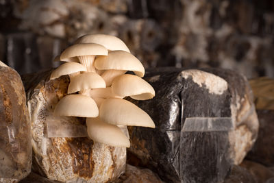 Close-up of mushrooms on rocks