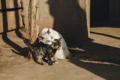 Close-up of cats