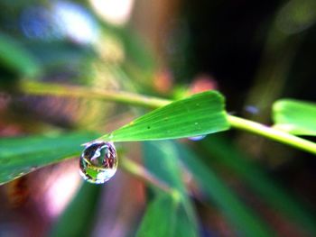 Close-up of water drops on leaf