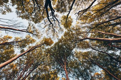 Low angle view of trees in forest against sky