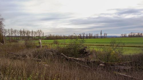 Scenic view of farm against sky