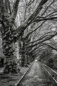 Bare trees along road