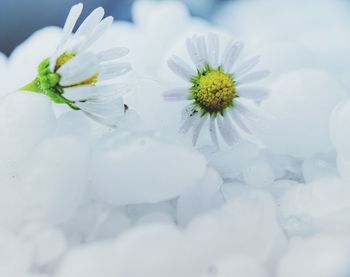 Close-up of white flowering plant